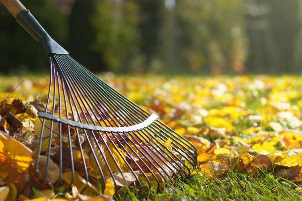 Leaf Raking Service in Millsboro