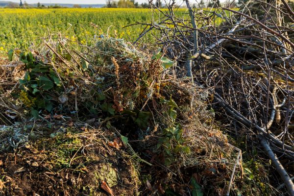 Brush Disposal in Millsboro