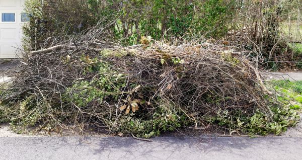 Tree Limb Cleanup in Millsboro