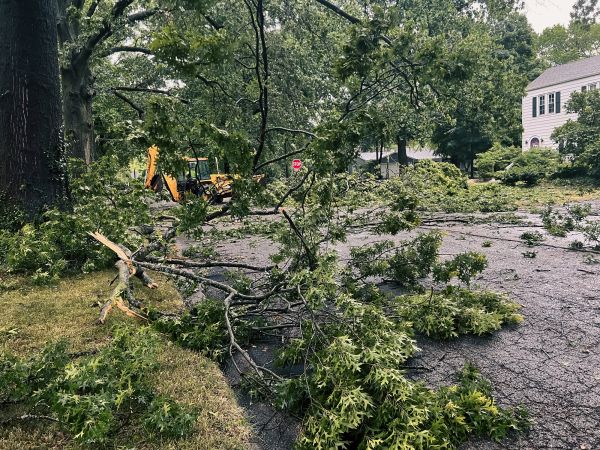 Tree Branch Disposal in Millsboro
