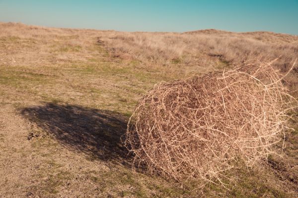Tumbleweed Removal in Millsboro