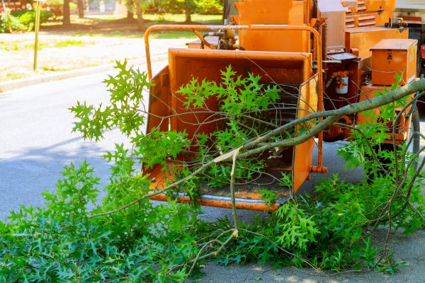 Tree Branches Removal in Millsboro