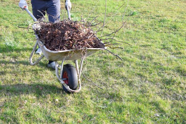 Yard Brush Removal in Millsboro