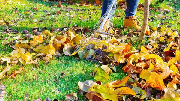 Lawn Cleanup Service in Millsboro