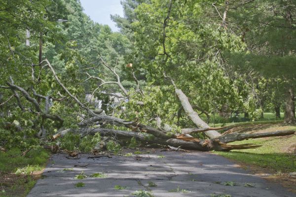 Tree Debris Removal in Millsboro